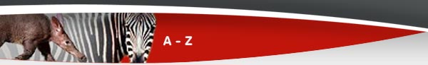 A to Z